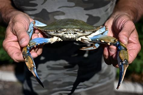 If you can’t beat them, eat them: Italians cope with invasion of blue crabs this summer